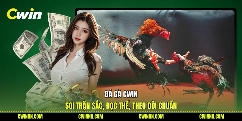 Đá Gà Cwin - Soi Trận Sắc, Đọc Thế, Theo Dõi Chuẩn