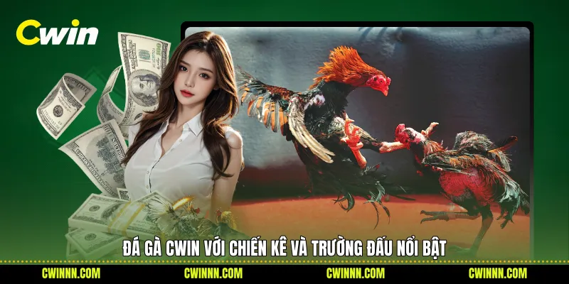 Đá gà Cwin với chiến kê và trường đấu nổi bật