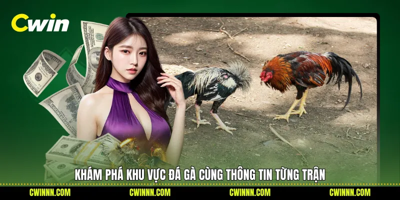 Khám phá khu vực đá gà cùng thông tin từng trận
